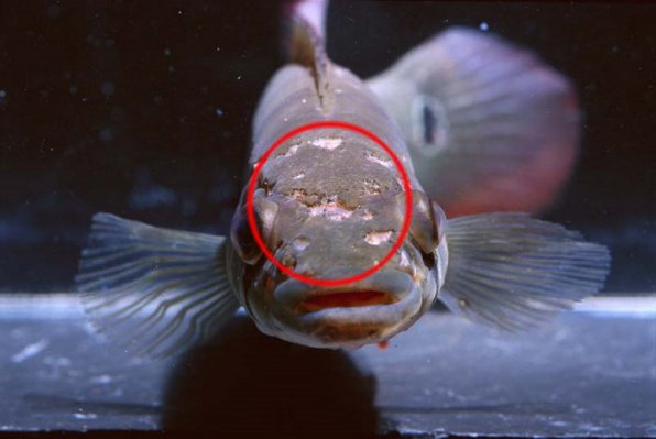 Ихтиоспоридиоз, ихтиофоноз рыб: лечение в аквариуме, фото-обзор