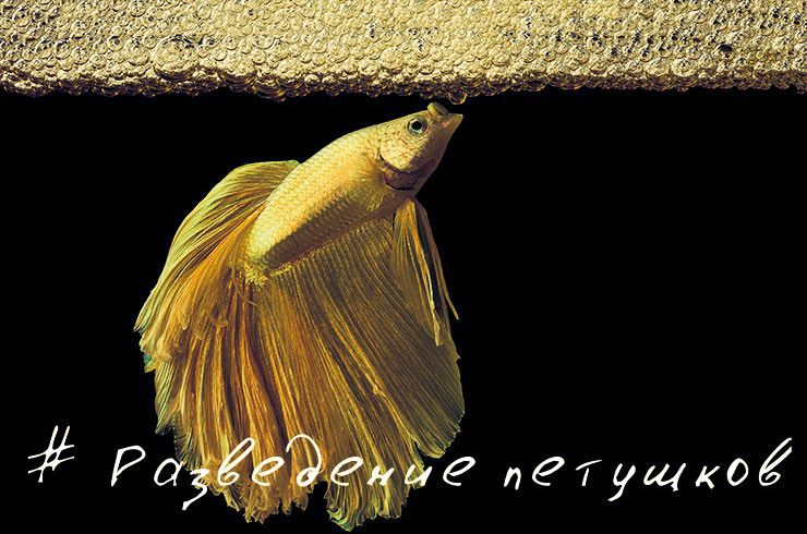Рыбка Петушок: что важно знать о Betta splendens