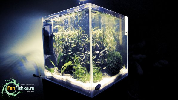 Нано аквариум оформление