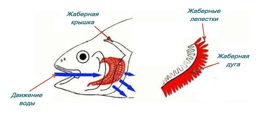 Е. С. Корниенко - Размножение и развитие некоторых родов игловых рыб семейства Syngnathidae