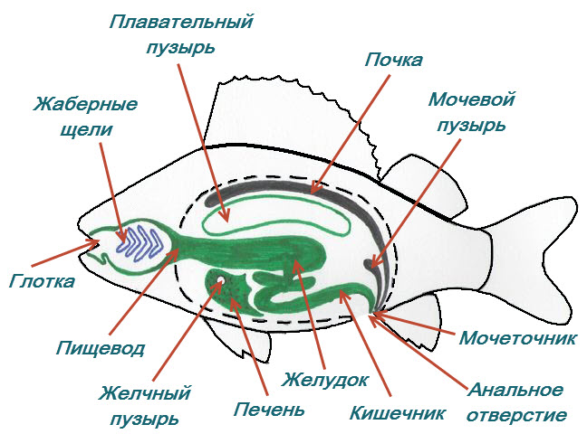 Пищеварительная система рыбы рисунок