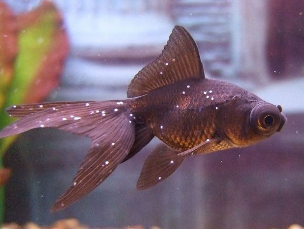Фото-примеры ихтиофтириоза манки рыб