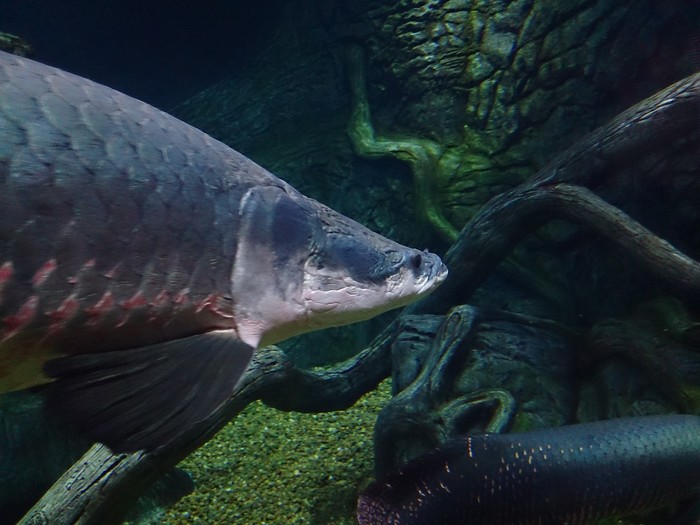 Рыба в Амазонке пираруку (51 фото)
