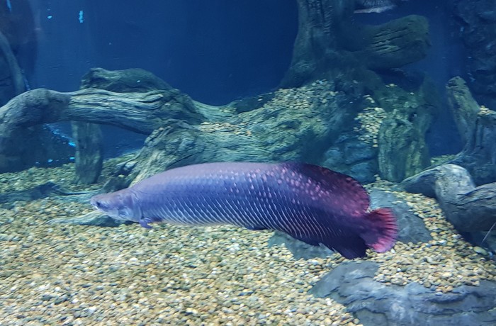 Рыба Пираруку Фото
