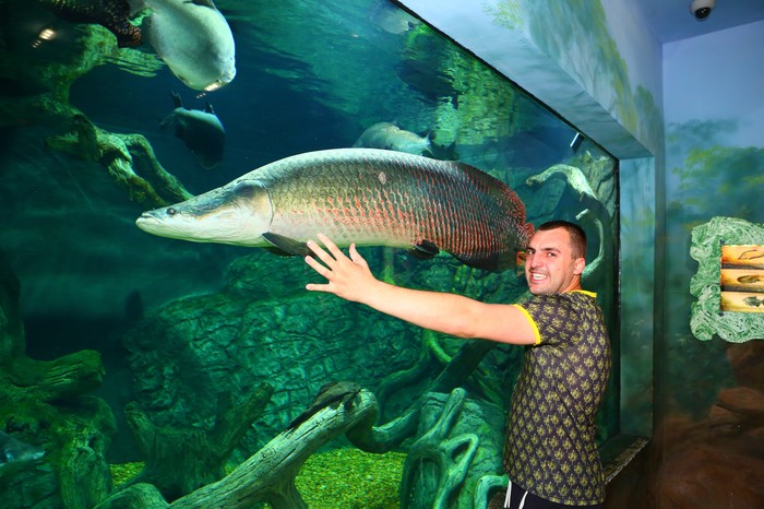 Арапайма рыба фото самая большая