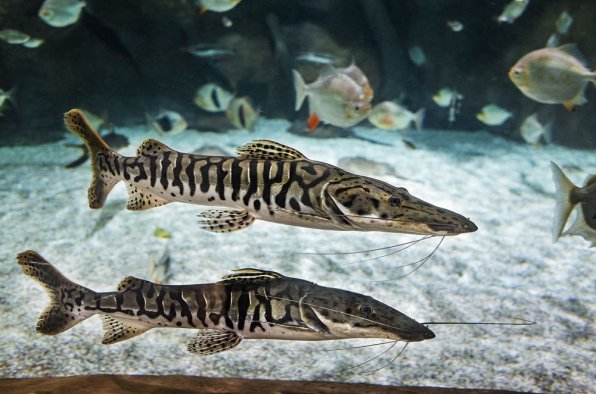 Псевдоплатистома - хищная аквариумная рыба 