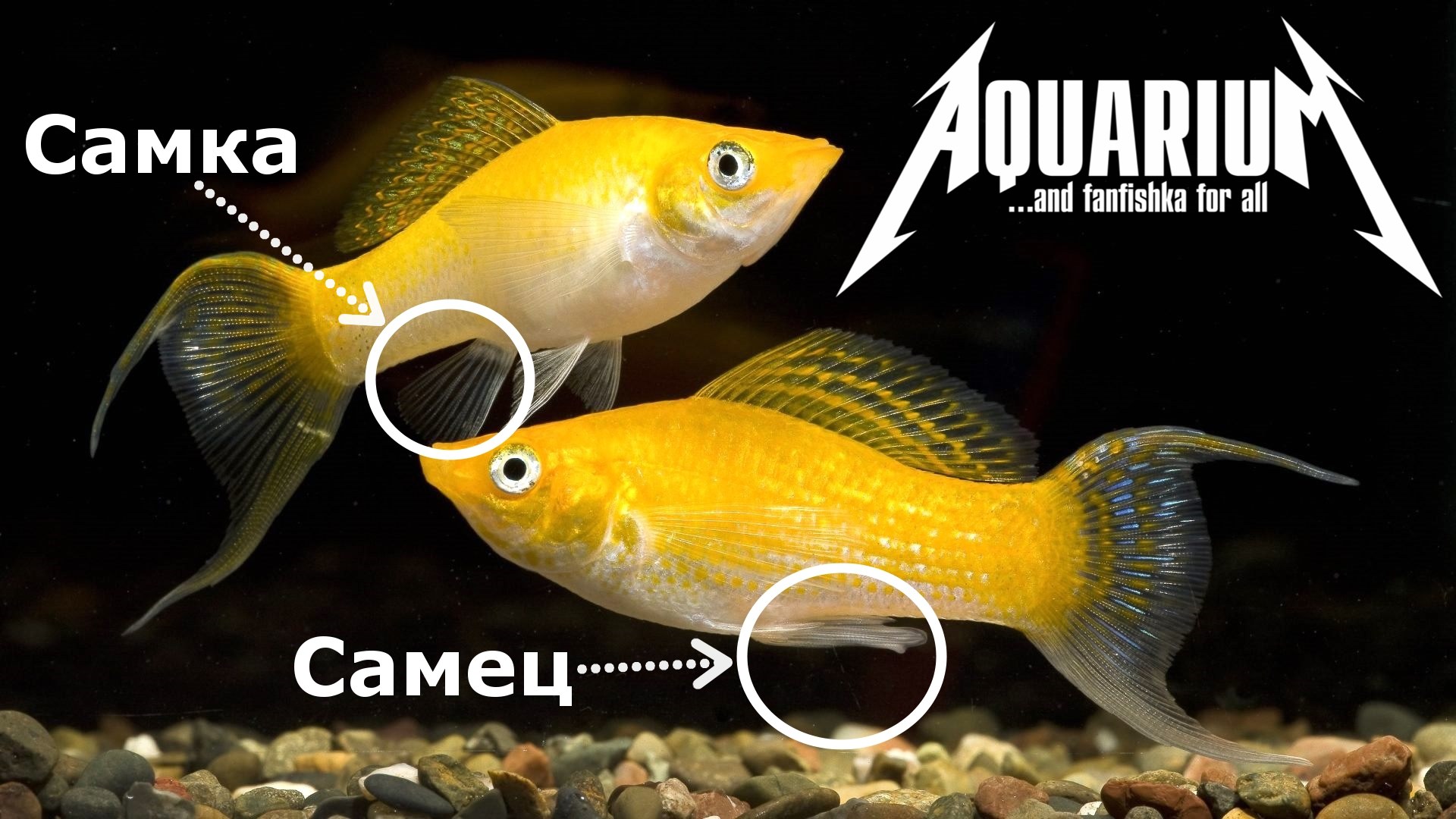 Как отличить моллинезий. Моллинезия аквариумная рыбка. Моллинезия рыба самка и самец. Моллинезия рыбка самец. Моллинезия чёрная самец и самка.