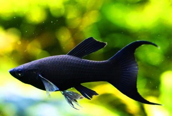 Рыбки моллинезии как отличить самца от самки, черные молли
