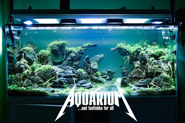 Обогреватель в аквариуме: зачем он нужен?