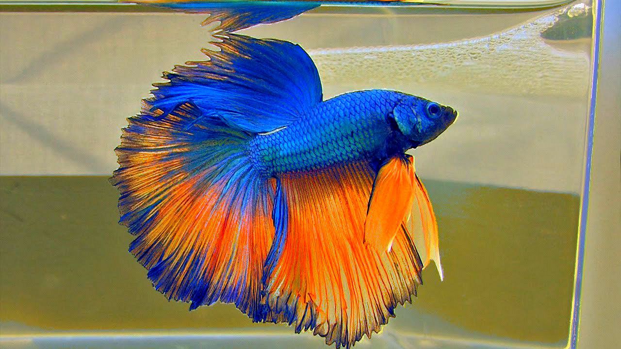 петушок рыбка синий фото