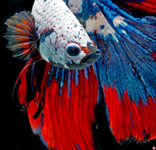 Рыбка петушок фото