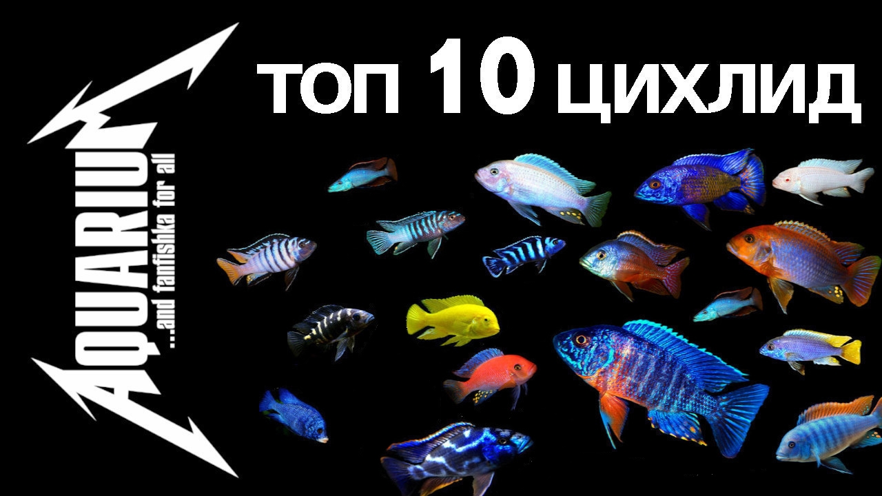 Цихлиды аквариумные рыбки: виды и фото, описание, содержание, совместимость с другими рыбами