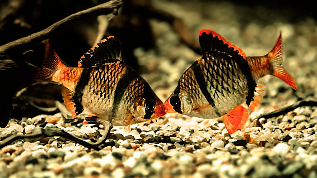 Подсаживать рыбок. Барбус суматранский вуалевый. Суматранский Барбус аквариумная рыбка. Барбусы суматранские. Барбус суматранский МУТАНТ.
