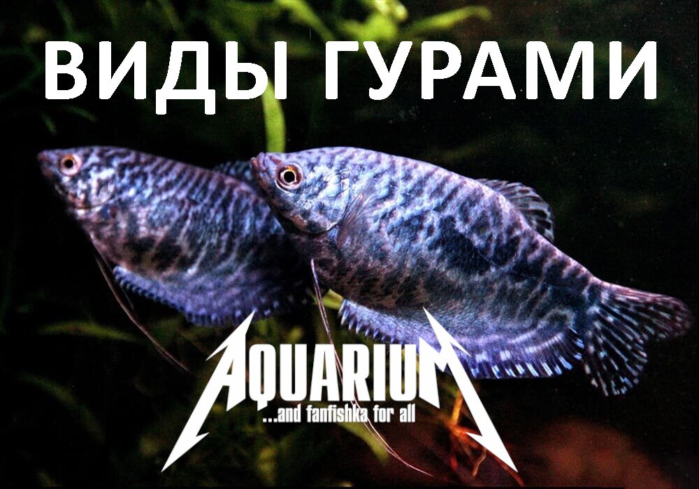Что нужно в аквариум. Советы для начинающих аквариумистов - l2luna.ru