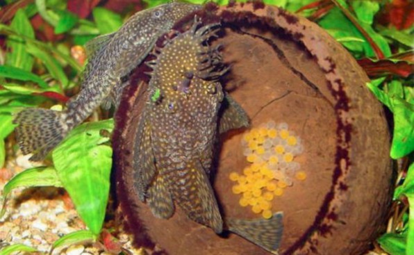 На фото анциструсы: самец и самка и их кладка в скорлупе кокоса