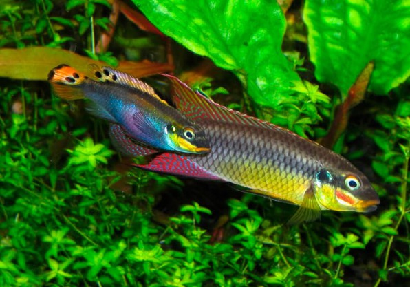 Пельвикахромис пульхер или  рыбка попугайчик