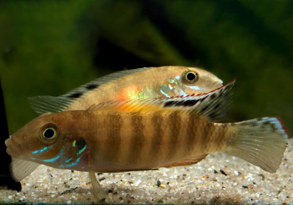 Пельвикахромис пульхер или  рыбка попугайчик