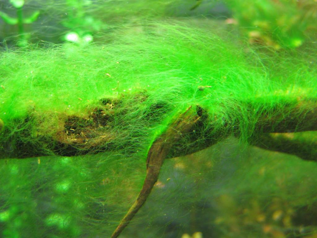 Черная борода в аквариуме: как избавиться от водорослей
