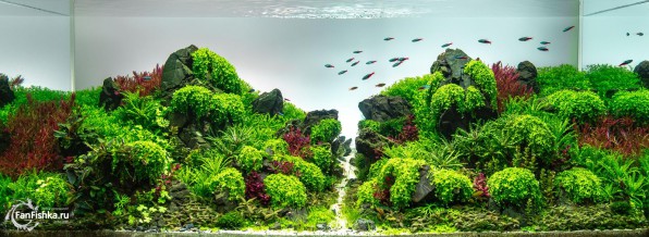 Зеленый налет на стенках аквариума, камнях и растениях — избавляем от ксенококуса быстро и с гарантией 100%
