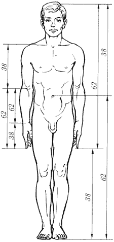Золотые пропорции в теле человека