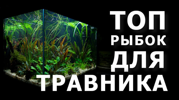 ТОП аквариумных рыбок для травника