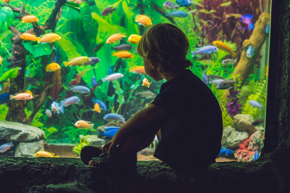 Детский аквариум: советы родителям!