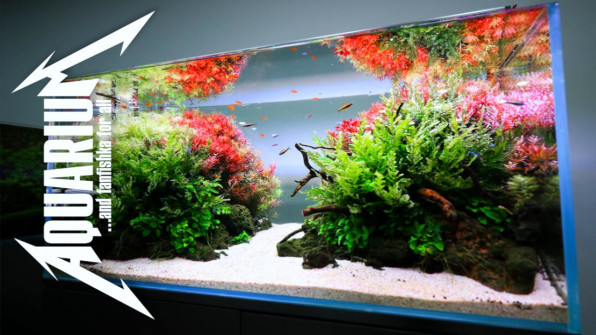 Параметры воды в аквариуме с растениями видео-обзор