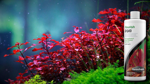 Красные аквариумные растения: названия, фото, рекомендации!