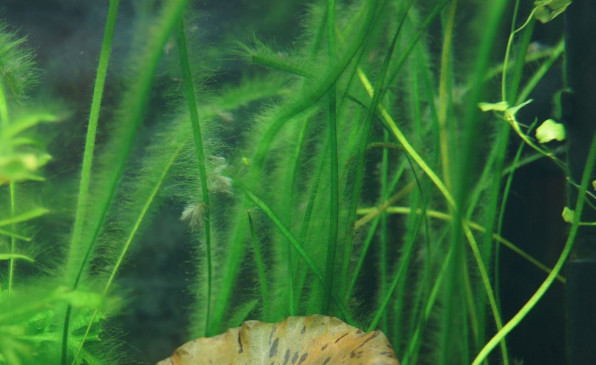 Эдогониум – зеленый пушок в аквариуме