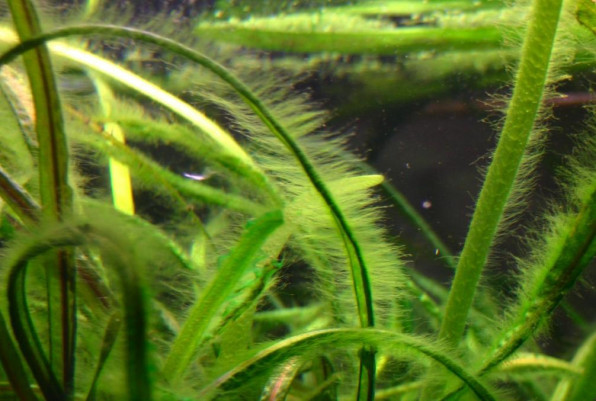 Эдогониум – зеленый пушок в аквариуме