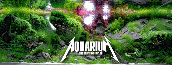 Акваскейп "Пылающие скалы" в поисках души!