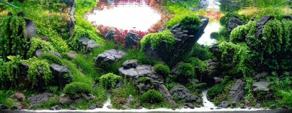 Акваскейп "Пылающие скалы" в поисках души!