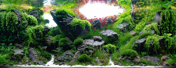 Акваскейп "Пылающие скалы" в поисках души!