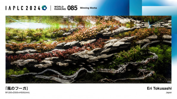 Акваскейп "Пылающие скалы" в поисках души!