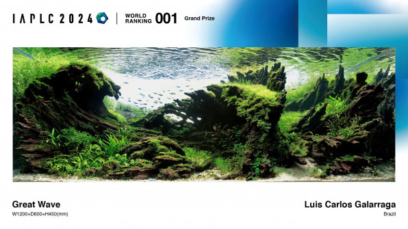 Акваскейп "Пылающие скалы" в поисках души!