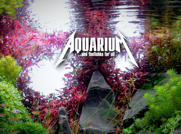 Акваскейп "Пылающие скалы" в поисках души!