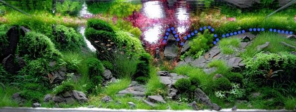 Акваскейп "Пылающие скалы" в поисках души!