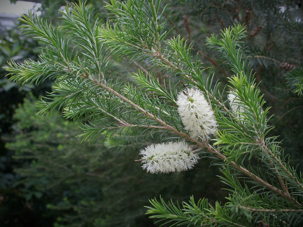 Мелафикс для аквариумных рыбок и все об этом!