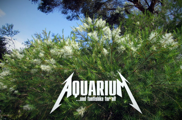 Мелафикс для аквариумных рыбок и все об этом!