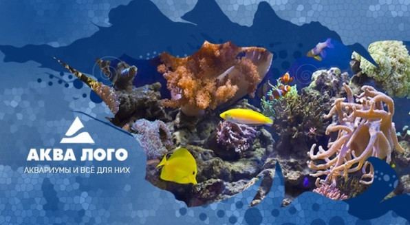 Курс моряка Калининград