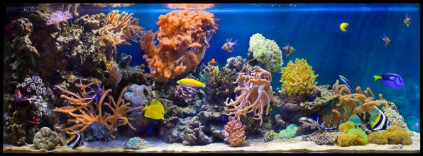 Курс моряка Калининград