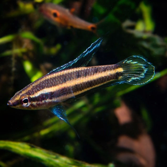 Гурами лакричный