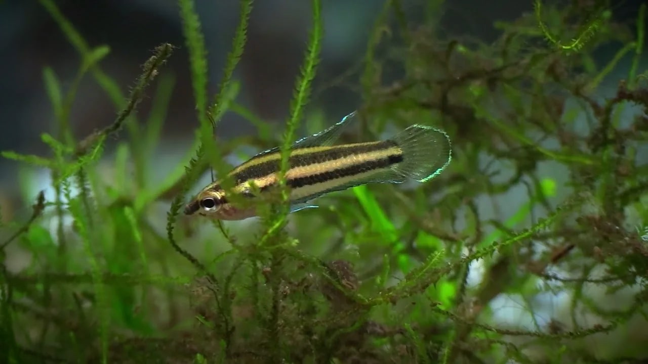 Гурами лакричный