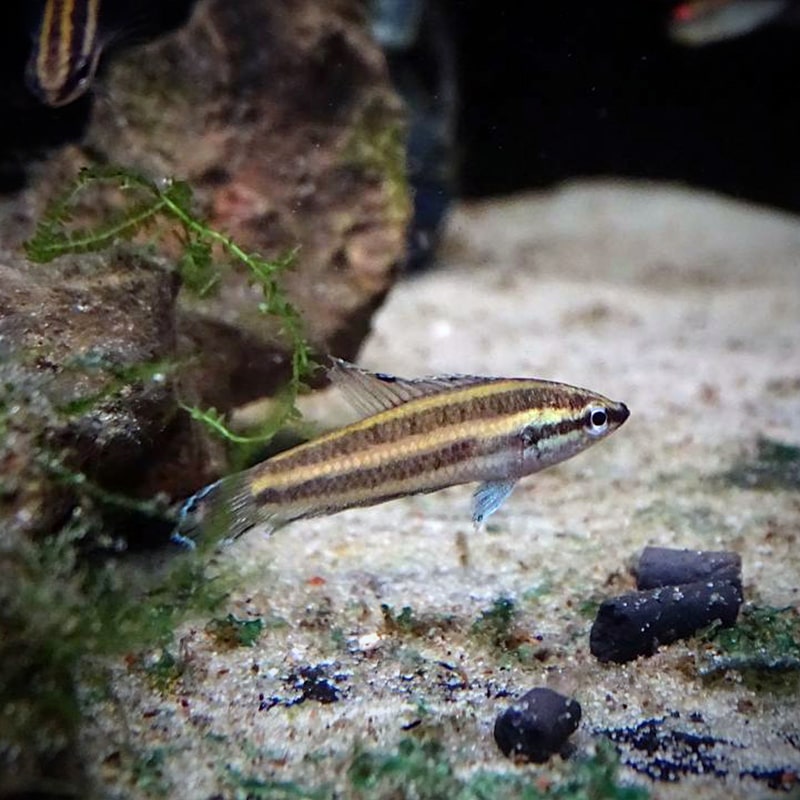 Размножение гурами