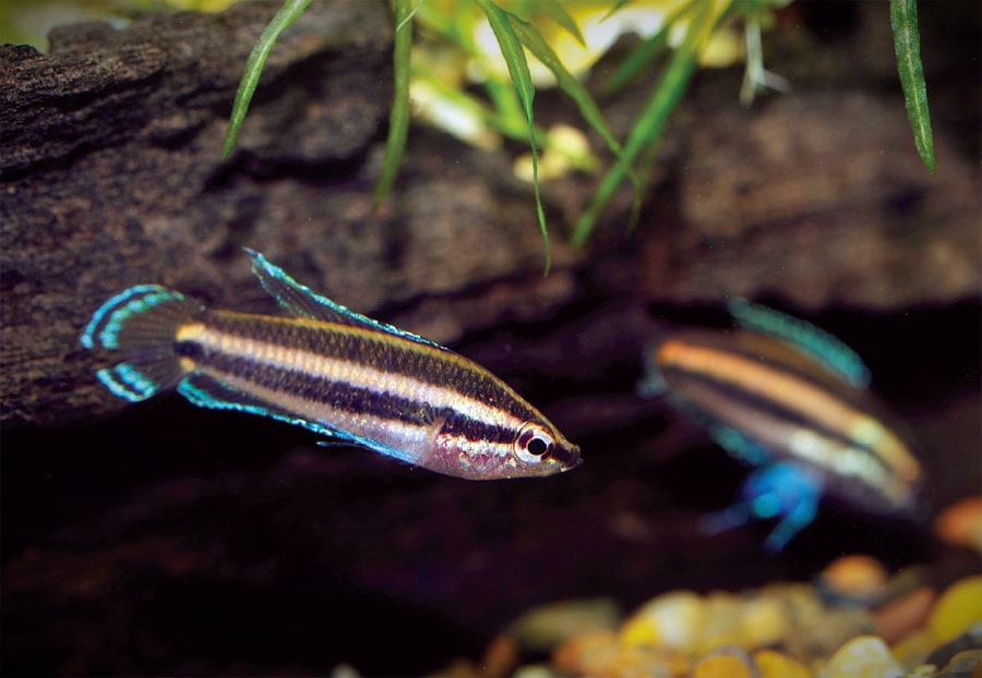 Гурами лакричный