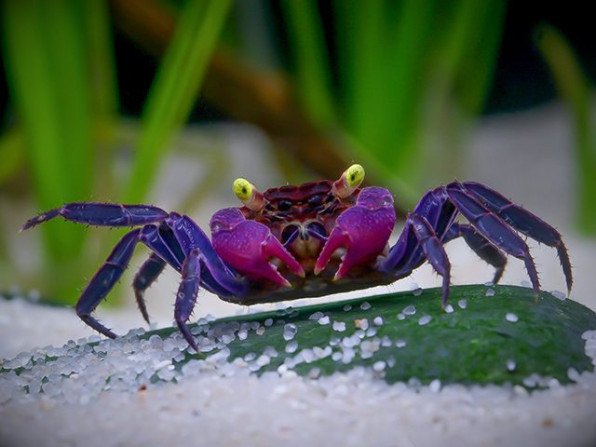 Краб-вампир