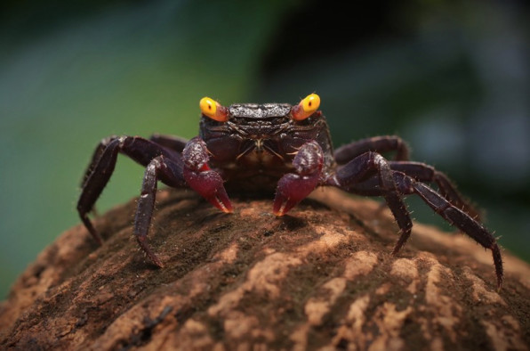 Краб-вампир