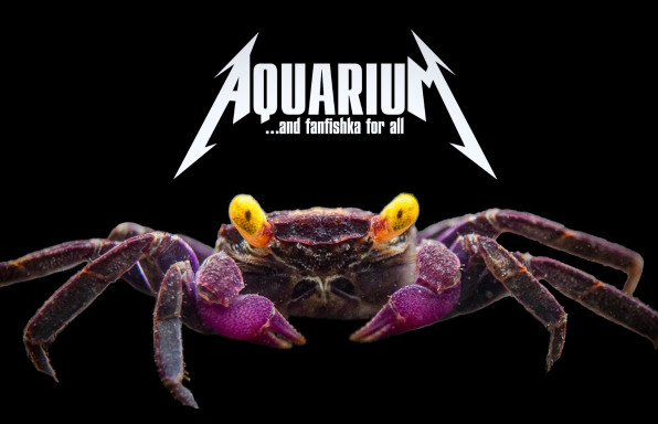 Краб-вампир (Geosesarma dennerle): полный гайд по содержанию, уходу и размножению