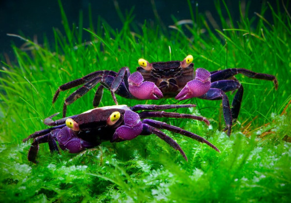 Краб-вампир