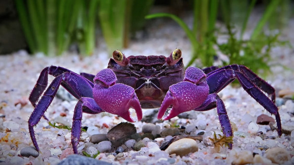 Краб-вампир